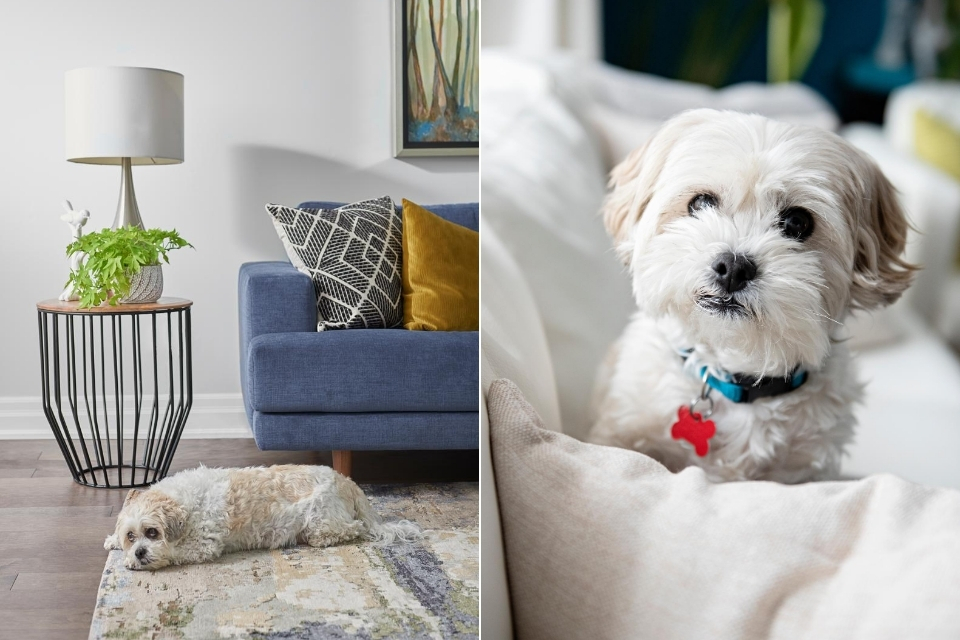 Pet-Friendly Design | Best Fabrics